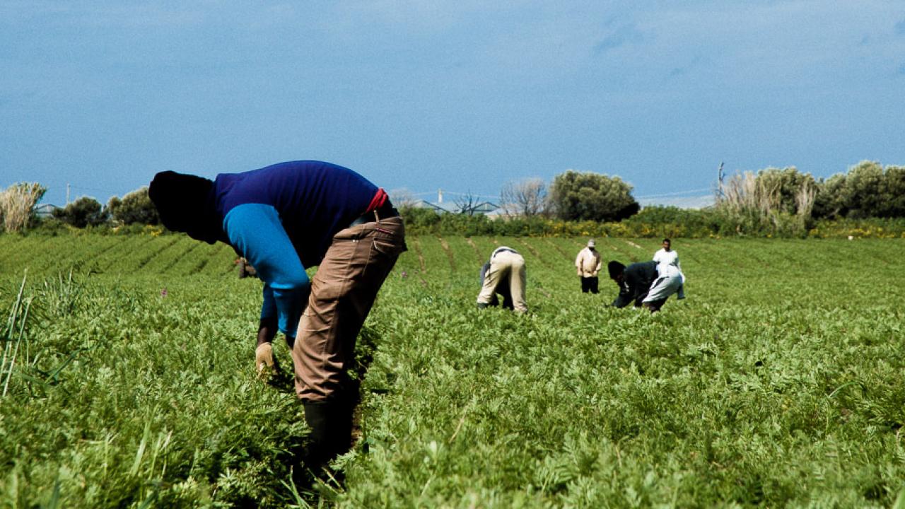 Många av tvångsarbetarna arbetar på odlingar i EU-länderna. Arkivbild.