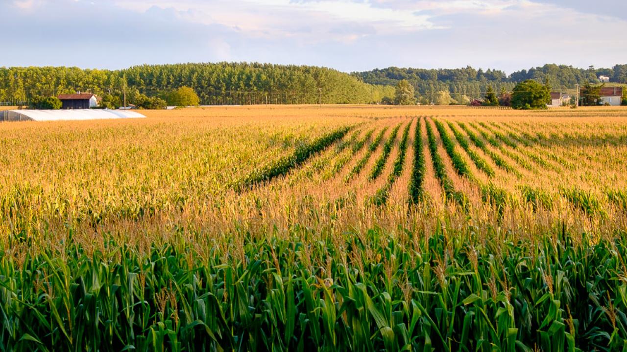 Frankrike tillhör de starkaste motståndarna mot GMO. Storbritannien och Sverige är dock mer positiva. Arkivbild.