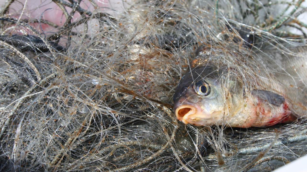 23 procent av all fisk som fiskas i EU-länderna kastas i dag tillbaka i havet. Arkivbild.
