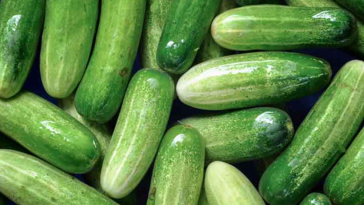 Efter att EU-kommissionen rensat upp i EU:s regeldjungel för att underlätta för små- och medelstora företag har 5590 rättsakter upphävts och miljarder sparats i minskade kostnader för företagen. Det finns bland annat inte längre några regler för hur gurkor ska se ut. Det skriver Pierre Schellekens.