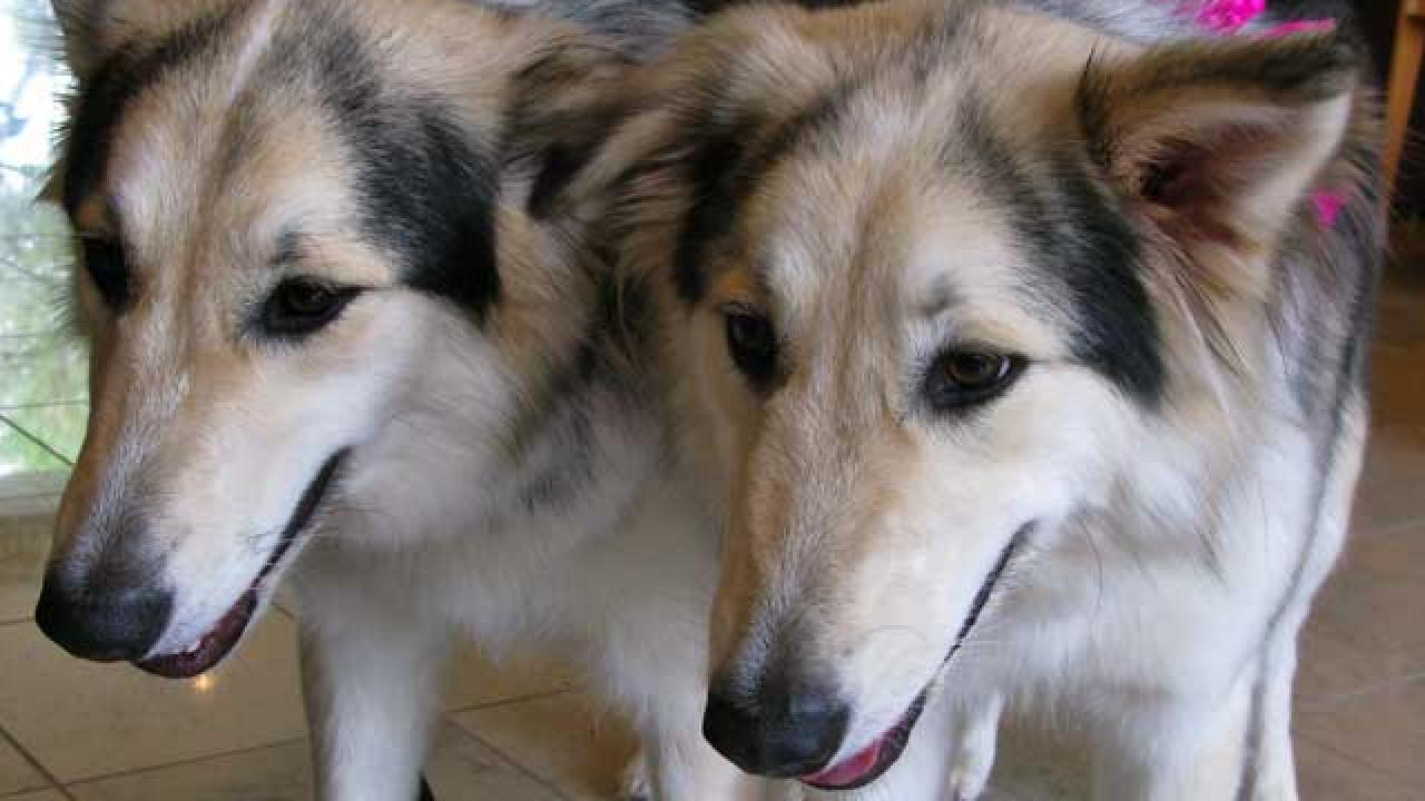 Två klonade hundar.