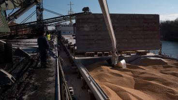 Spannmål från Ukraina lastas på en lastbil