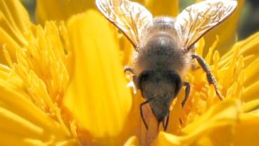 Arkivbild. En insats för bina känns väldigt viktigt med tanken på den massiva bi-döden, skriver  Sofi Holmgren.