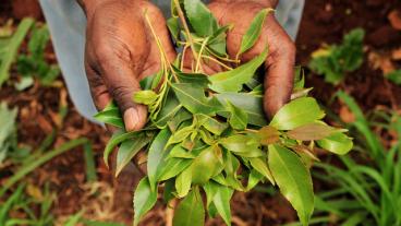 Kat-bladen odlas i östra Afrika och på Arabiska halvön. Nu har Nederländerna förbjudit dem.